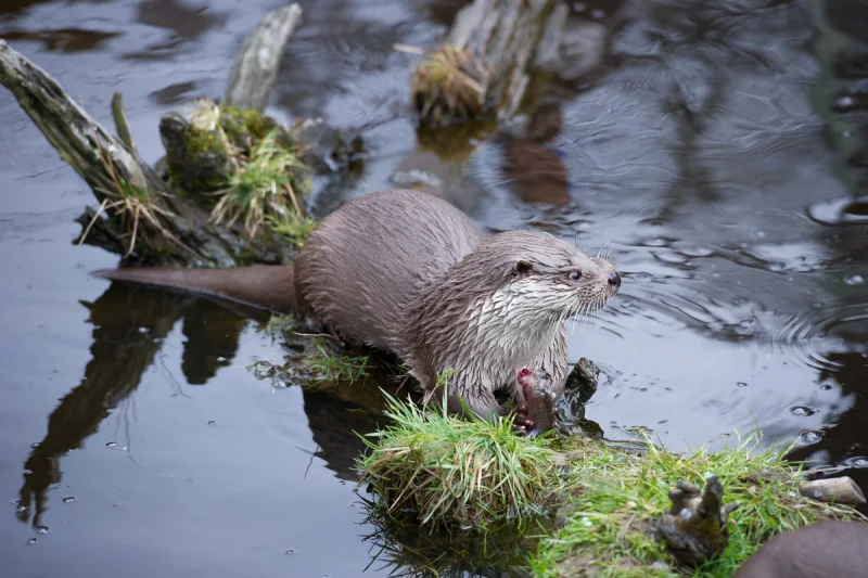 Nutria europea sobre una orilla junto al agua