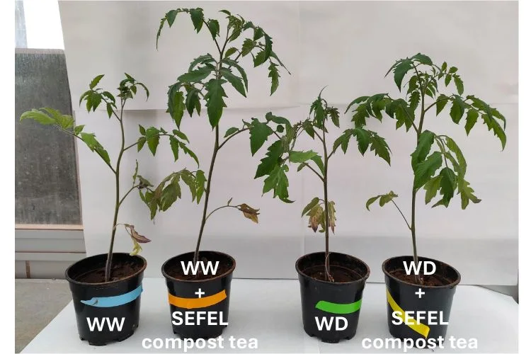 Cuatro tomateras del ensayo, con riego normal o déficit hídrico, tratadas y sin tratar con SEFEL.